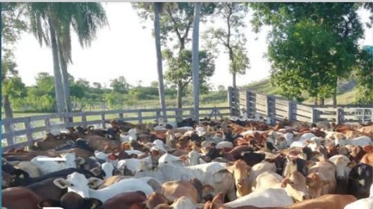 Vendo Estancia de 20.000 has en Alto Paraguay-CLLA4993208 — foto 3