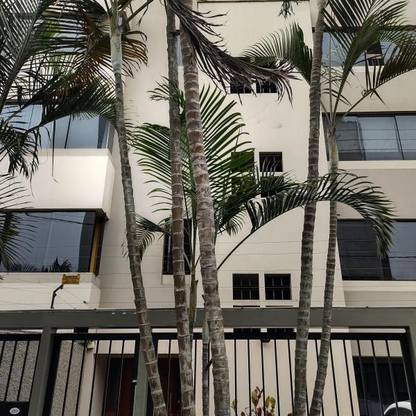 Departamento en alquiler en Surquillo
