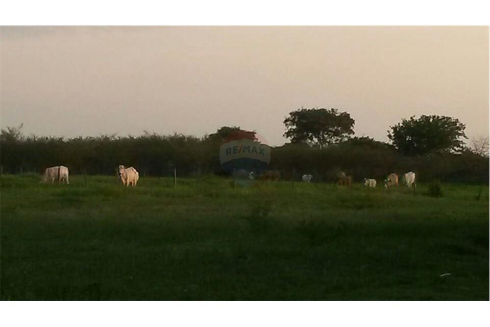Estancia/Campo - Venta - Paraguay Ñeembucú Villa Oliva — foto 3