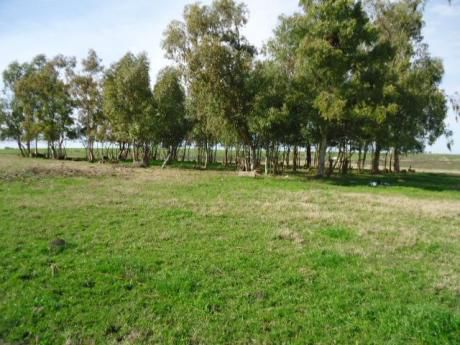 Campo En Florida, Plena Cuenca Lechera