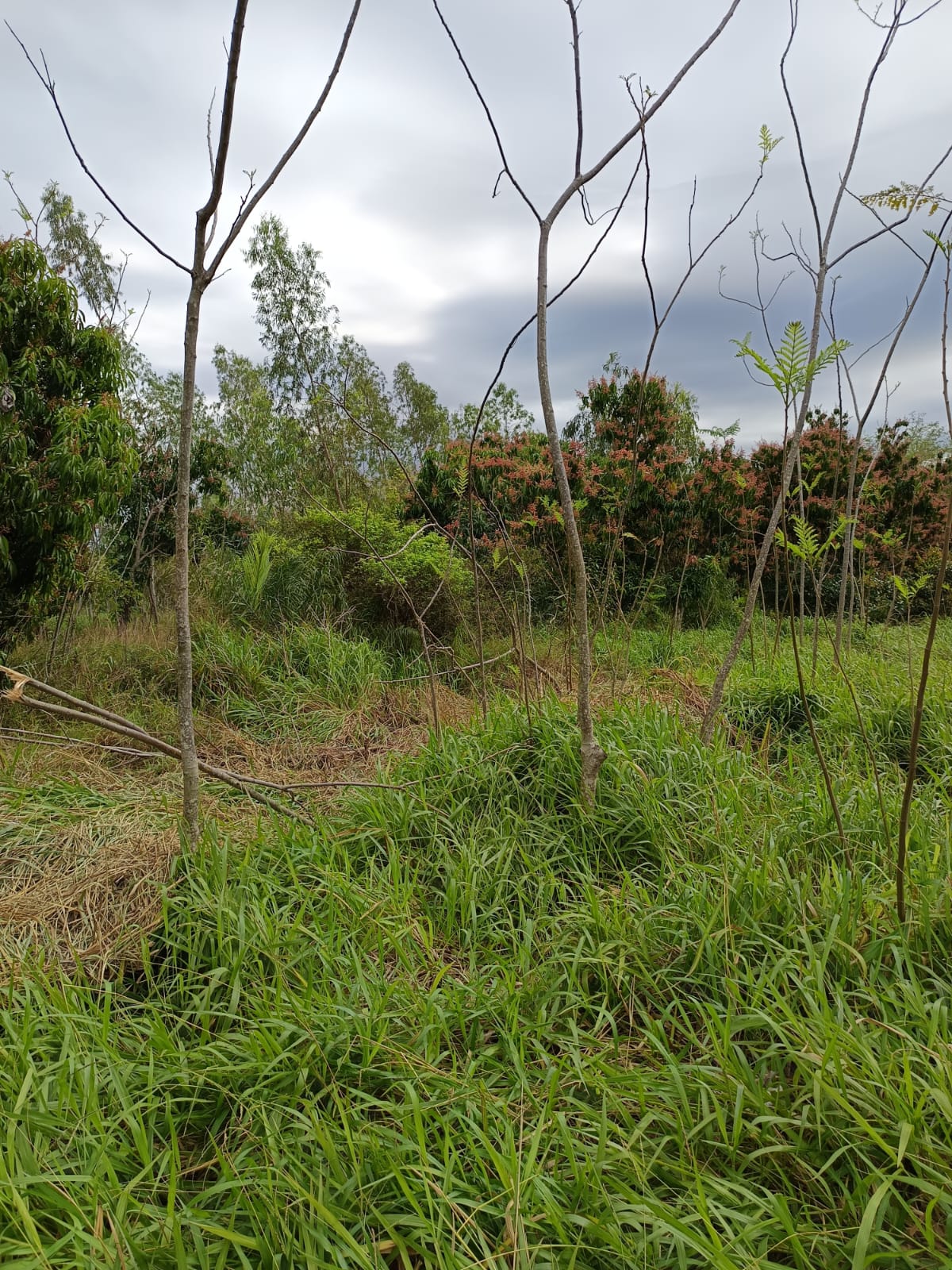 Vendo Terreno 1/2 Ha. en Paraguari (Cerca Cerro Mbatoví) — foto 2