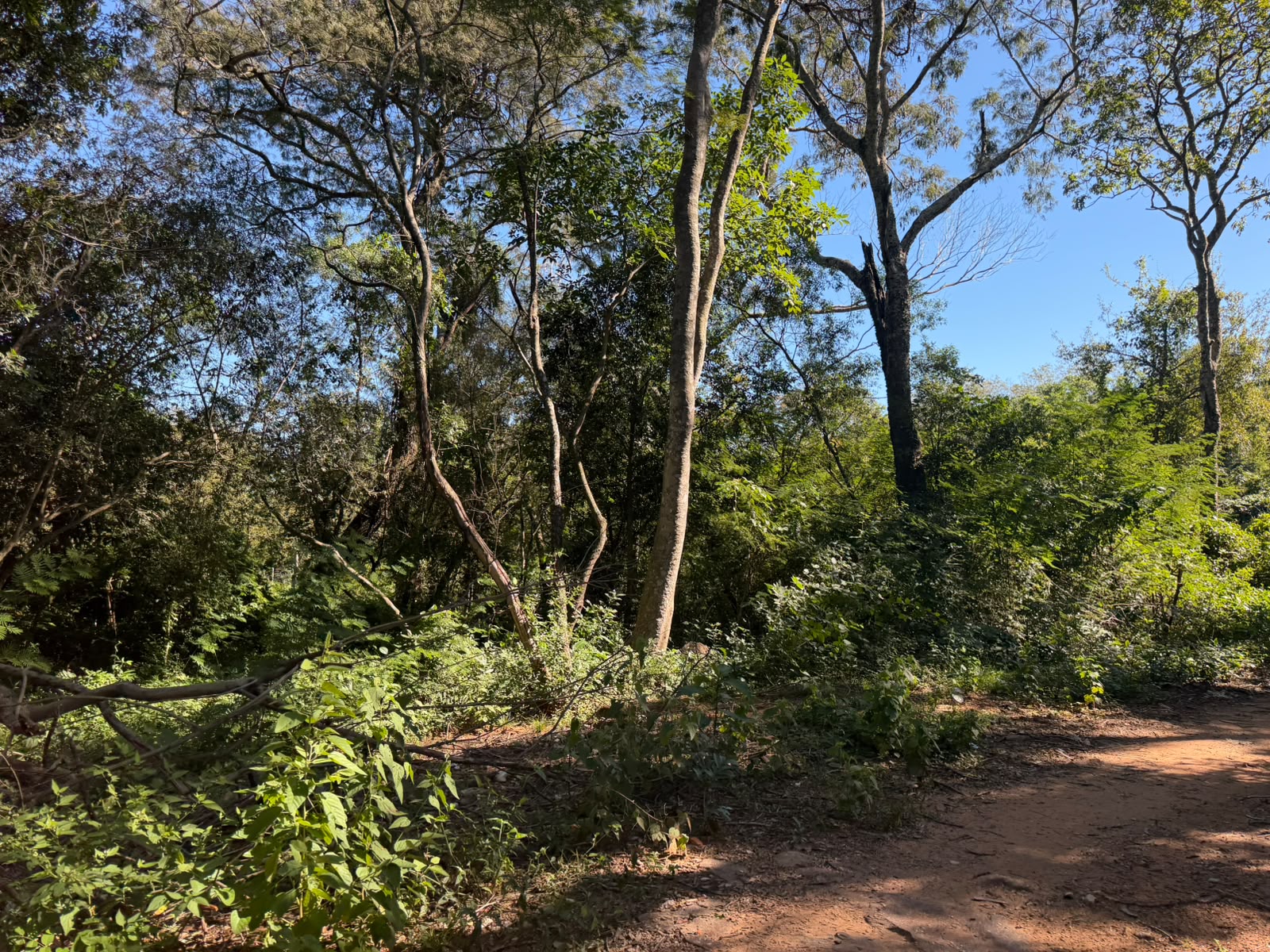 VENDO TERRENOS EN BARRIO 6 – SAN BERNARDINO — foto 3