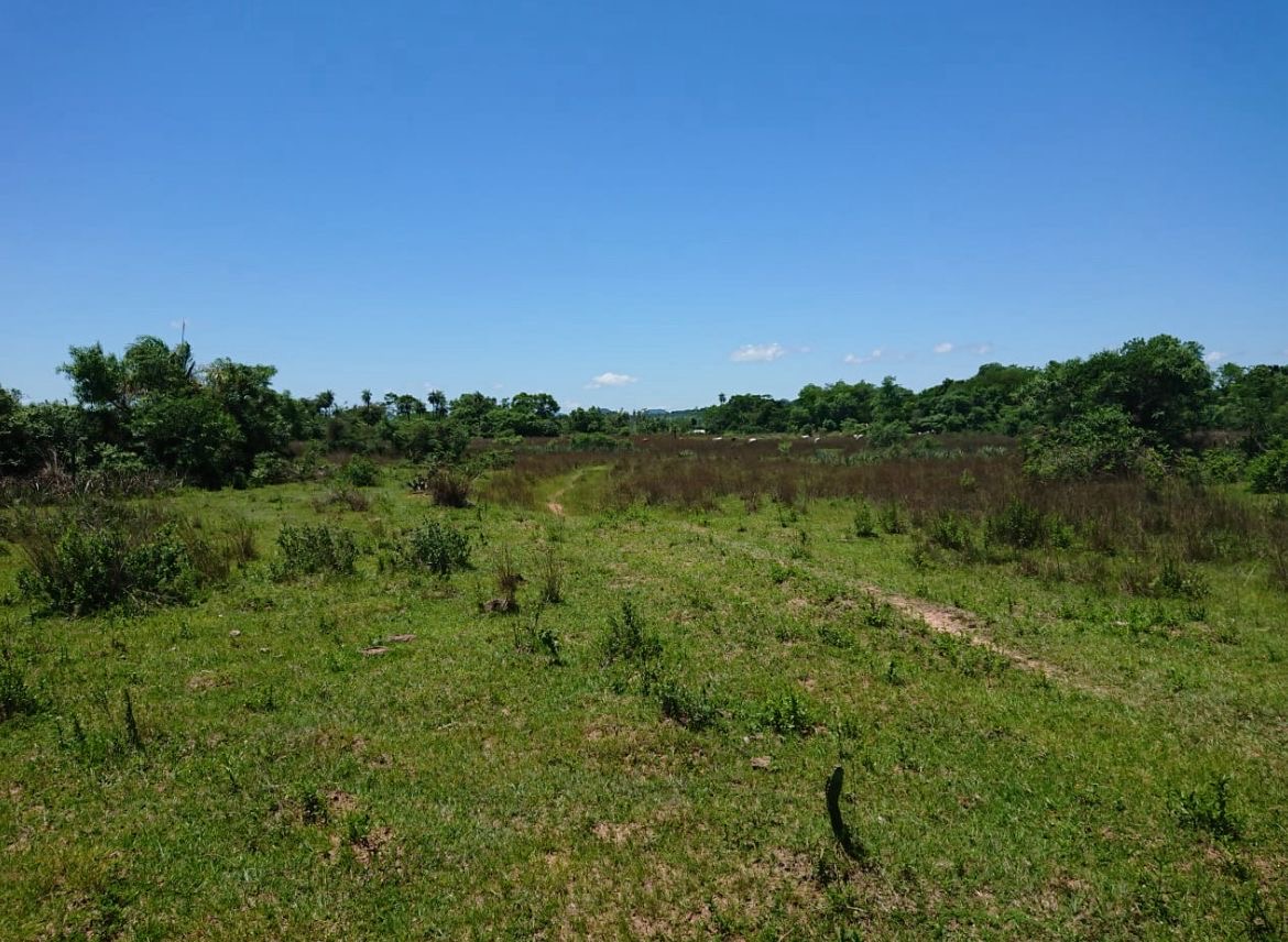 Vendo campo virgen de 5 hectáreas en la colmena — foto 2