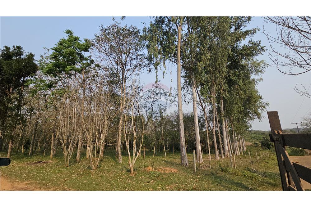 55 HECTAREAS CON ARROYO IDEAL PARA EUCALIPTO — foto 2