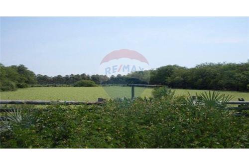 Vendo Campo de 1,796 Hectáreas en toro pampa chaco a 500 USD la hectárea — foto 3