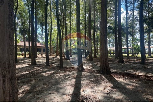 Estancia/Campo-Venta-PY Alto Paraná Tavapy — foto 3