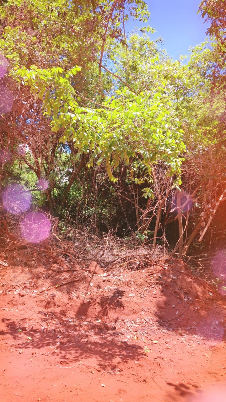 Vendo Propiedad Boscosa De 5 Hectáreas En Paraguari — foto 2