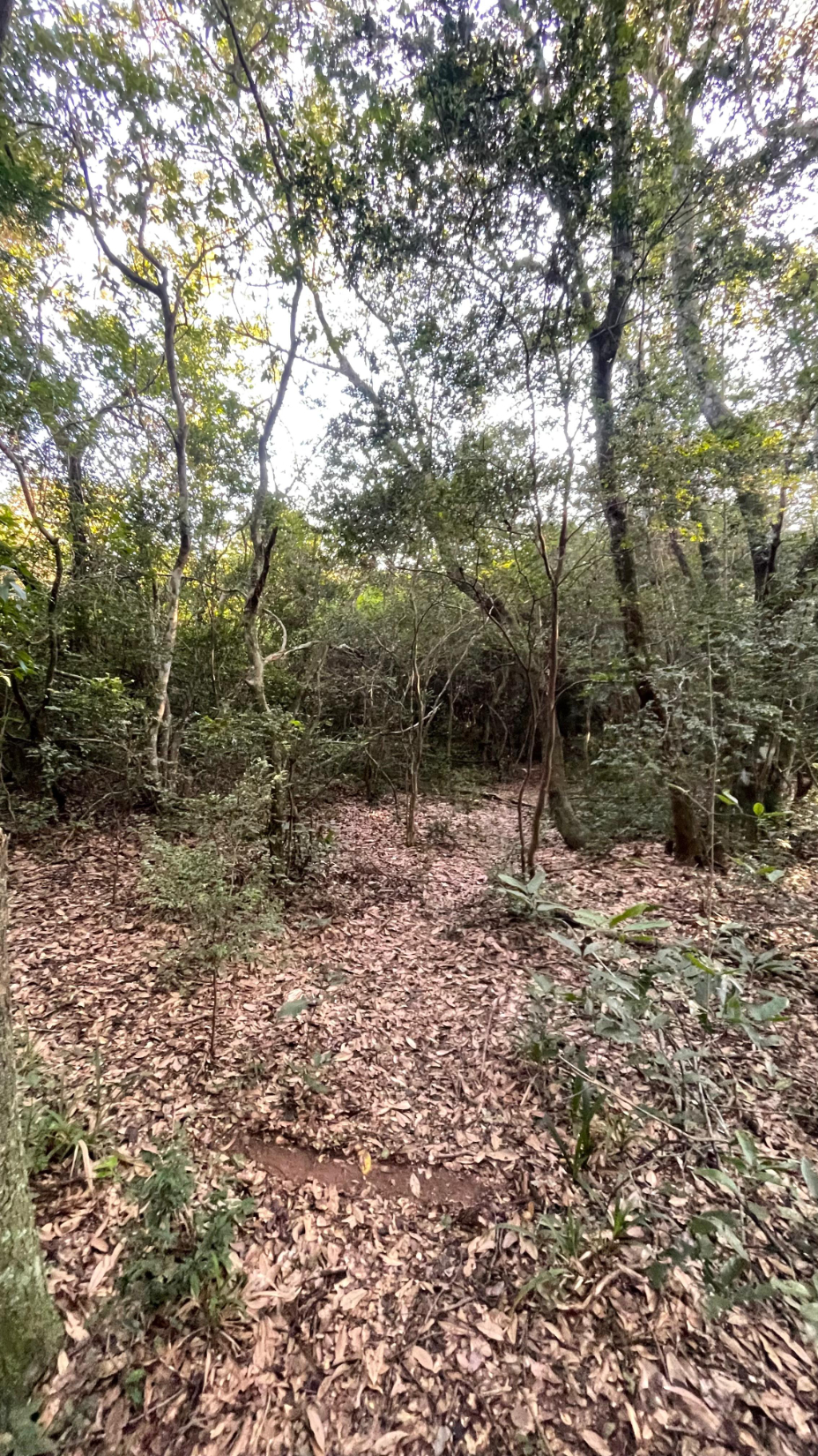 5 Hectáreas Con Casa En Eusebio Ayala A 2,5 Km De Ruta 2 — foto 3