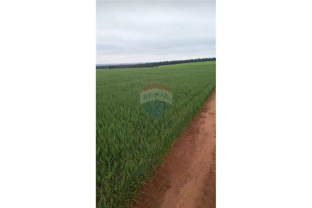 Finca Agrícola - Venta - Cambyretá, Paraguay — foto 3