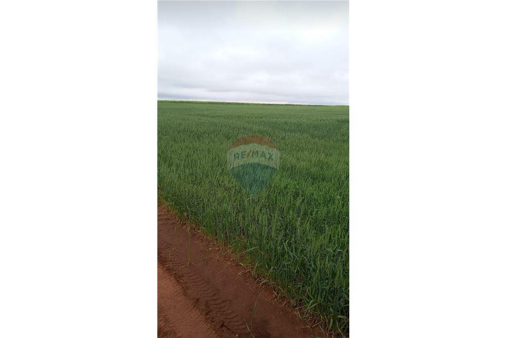 Finca Agrícola - Venta - Cambyretá, Paraguay — foto 2