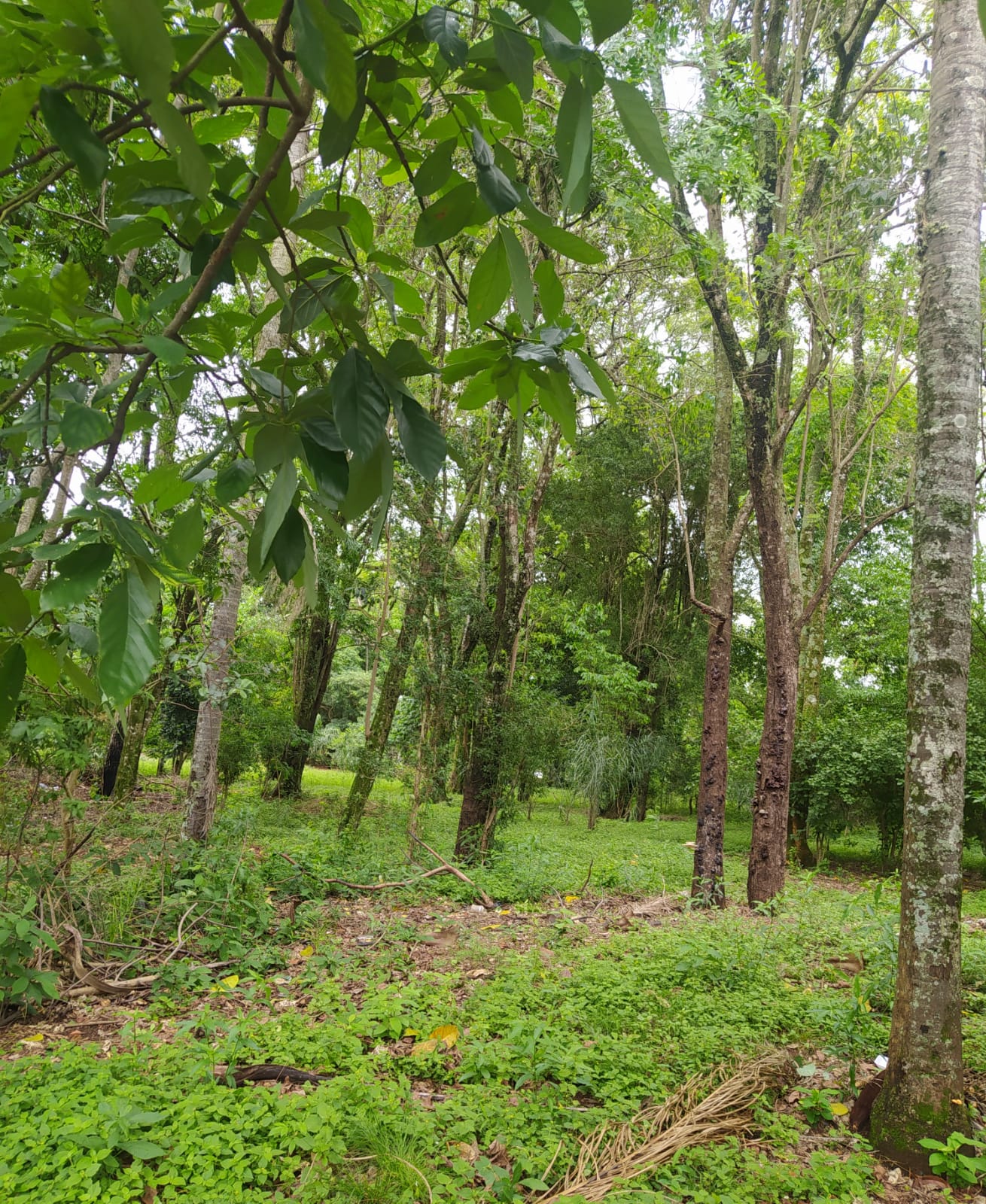 VENDO TERRENO EN DON BOSCO — foto 3