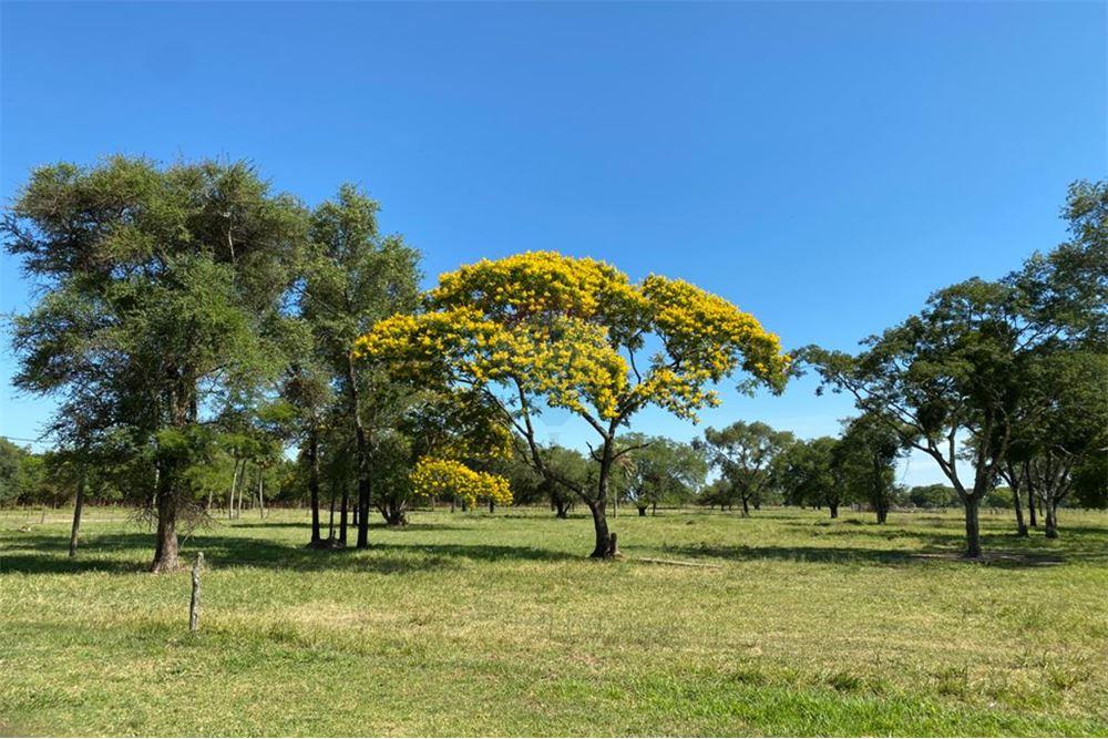 VENDO CAMPO DE 980 HAS EN SAN PEDRO - VILLA DEL ROSARIO — foto 2