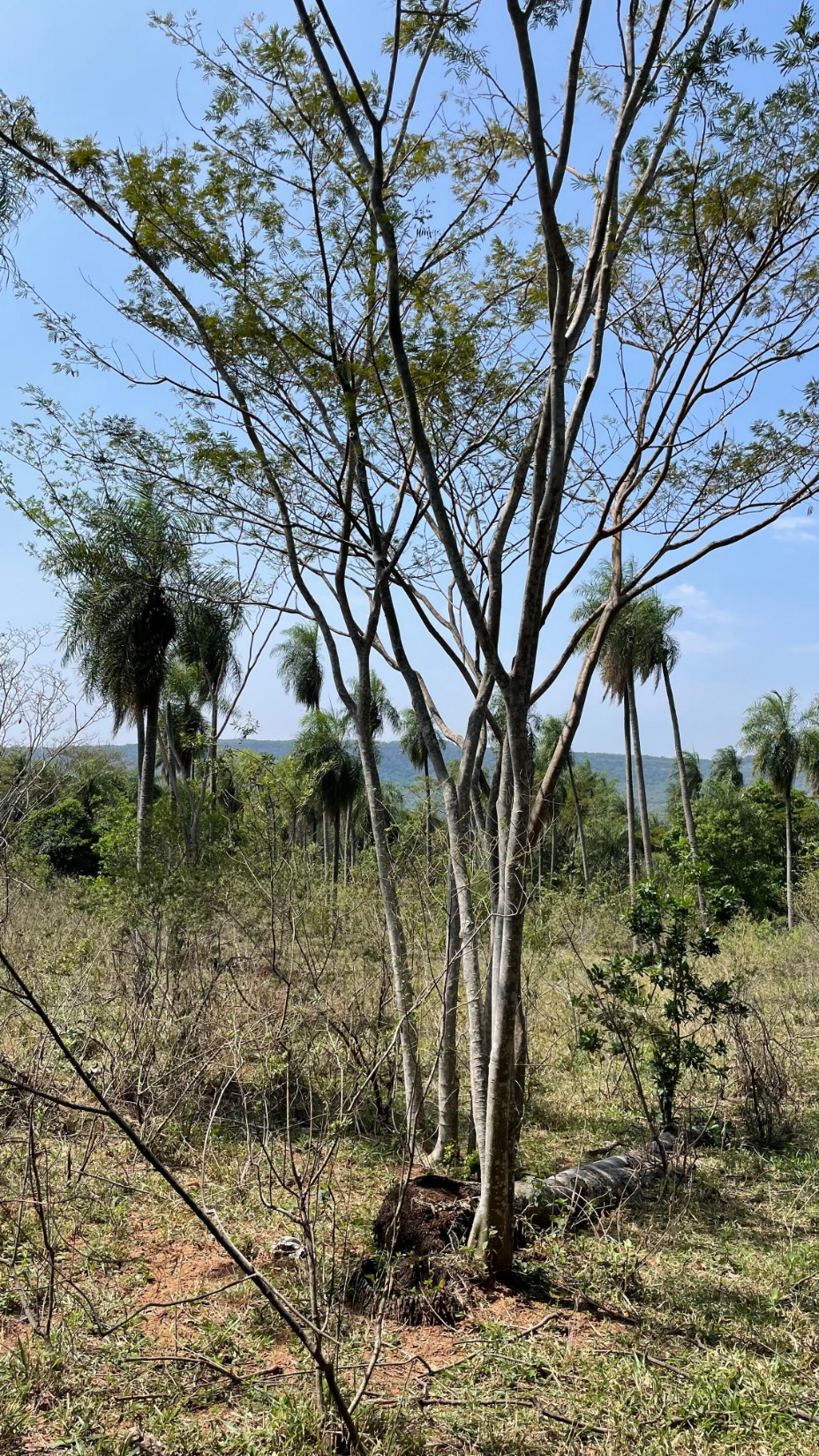 Vendo 8,6 Hectáreas En Ytumi - Caacupé A 3 Km Aprox De Ruta 2 — foto 2