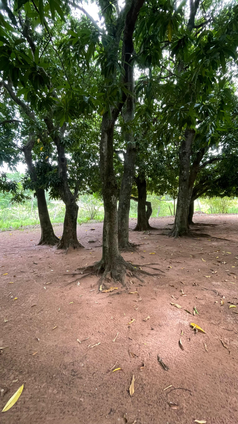 Vendo 9,7 hectáreas con arroyo en Atyra a 4,3 km asfalto Tobati - Atyra — foto 3