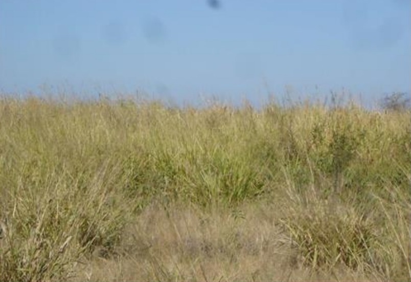 Vendo Campo de 3.904 Hectáreas en  Fuerte Olimpo, Alto Paraguay - CLCS6637780 — foto 3