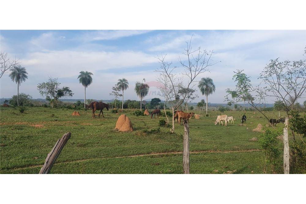 VENDO 60 HECTAREAS EN SANTA ROSA CURUGUATY — foto 3