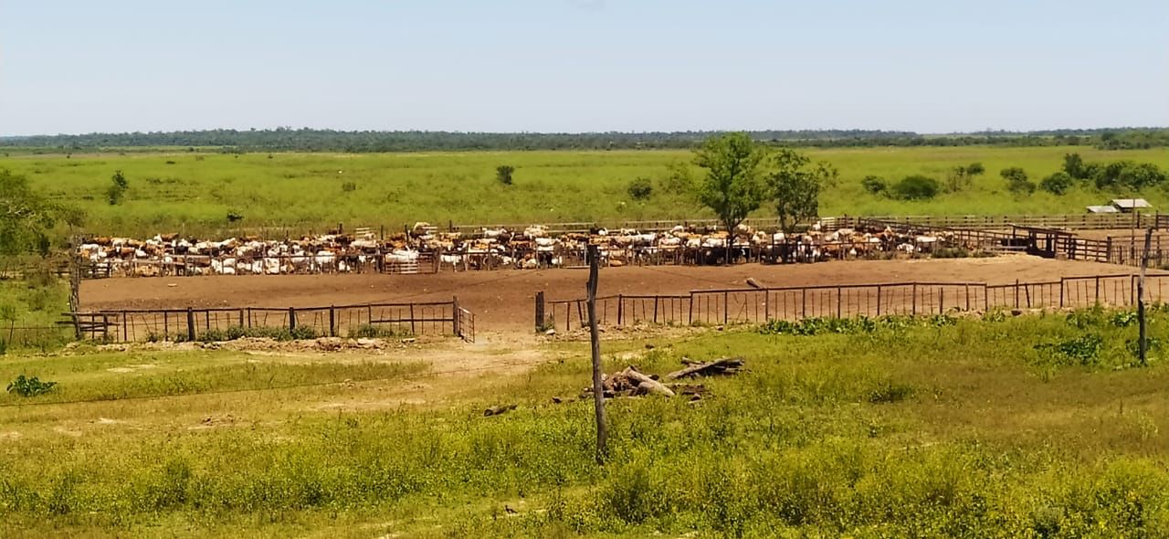 Vendo Campo de 10.019 Hectáreas en Cecilio Báez, Caaguazú-CLCS5576432 — foto 3