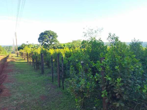 EN VENTA PROPIEDAD RURAL EN PARANA POTY — foto 3