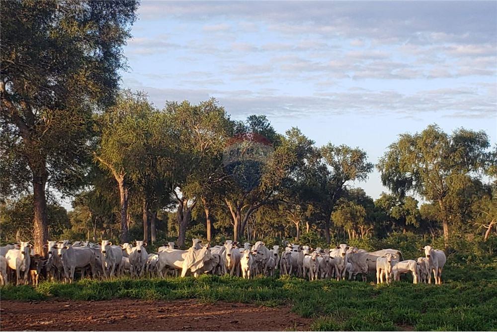 Estancia/Campo - Venta - Mariscal José Felix Estigarribia, Boquerón, Paraguay — foto 3