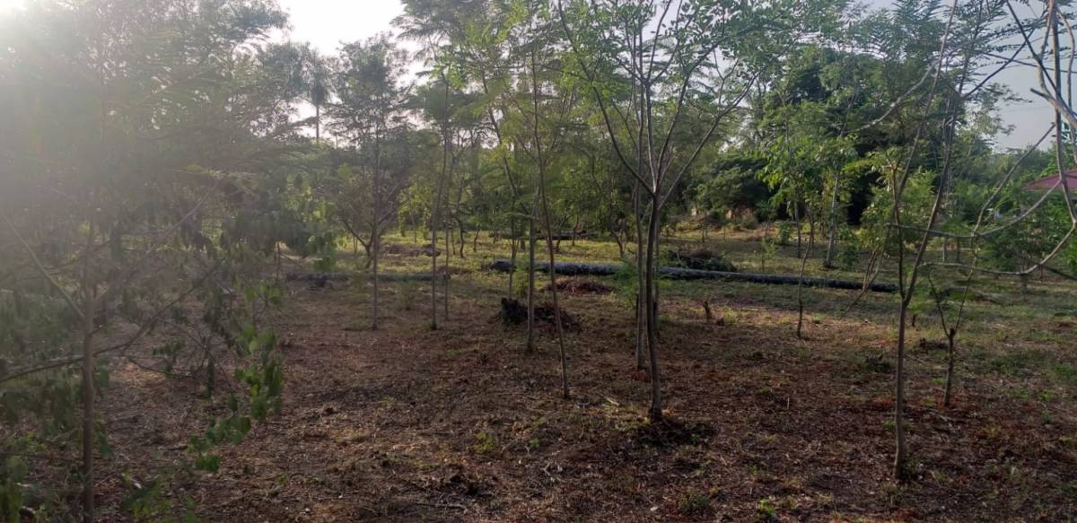 VENDO 8 TERRENOS EN EMBOSCADA - ISLA ALTA — foto 2