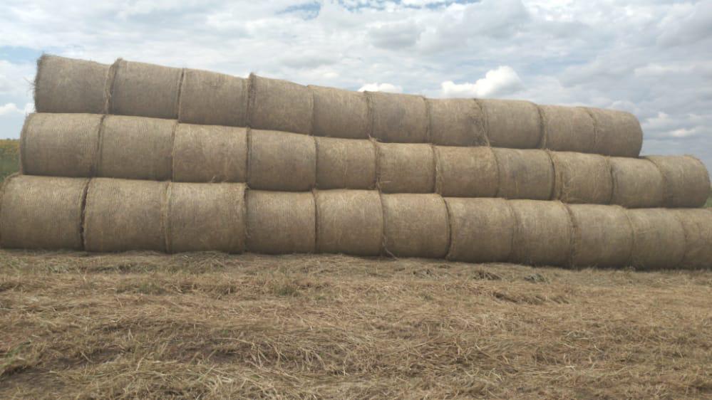 Vendo Excelente Campo Ganadero-Agrícola en Azotey, Concepción-CLCS5562990 — foto 3