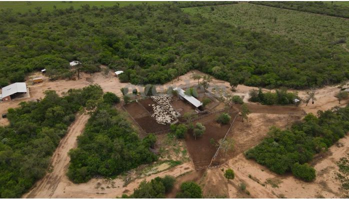 Vendo Campo de 4.000 Hectáreas en Filadelfia, Boquerón - CLCS7612331 — foto 2