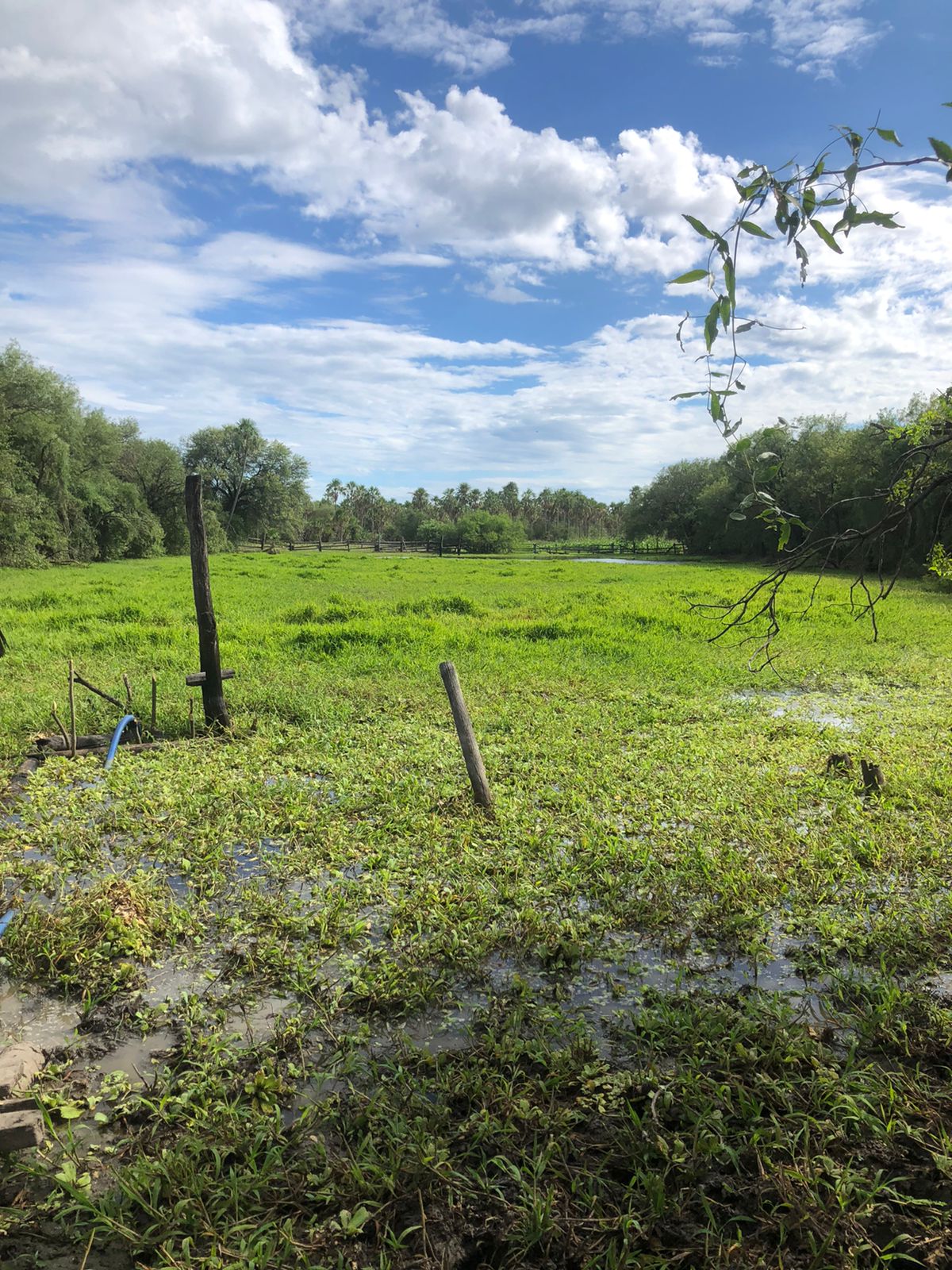 Campo en venta en Fuerte Olimpo — foto 3