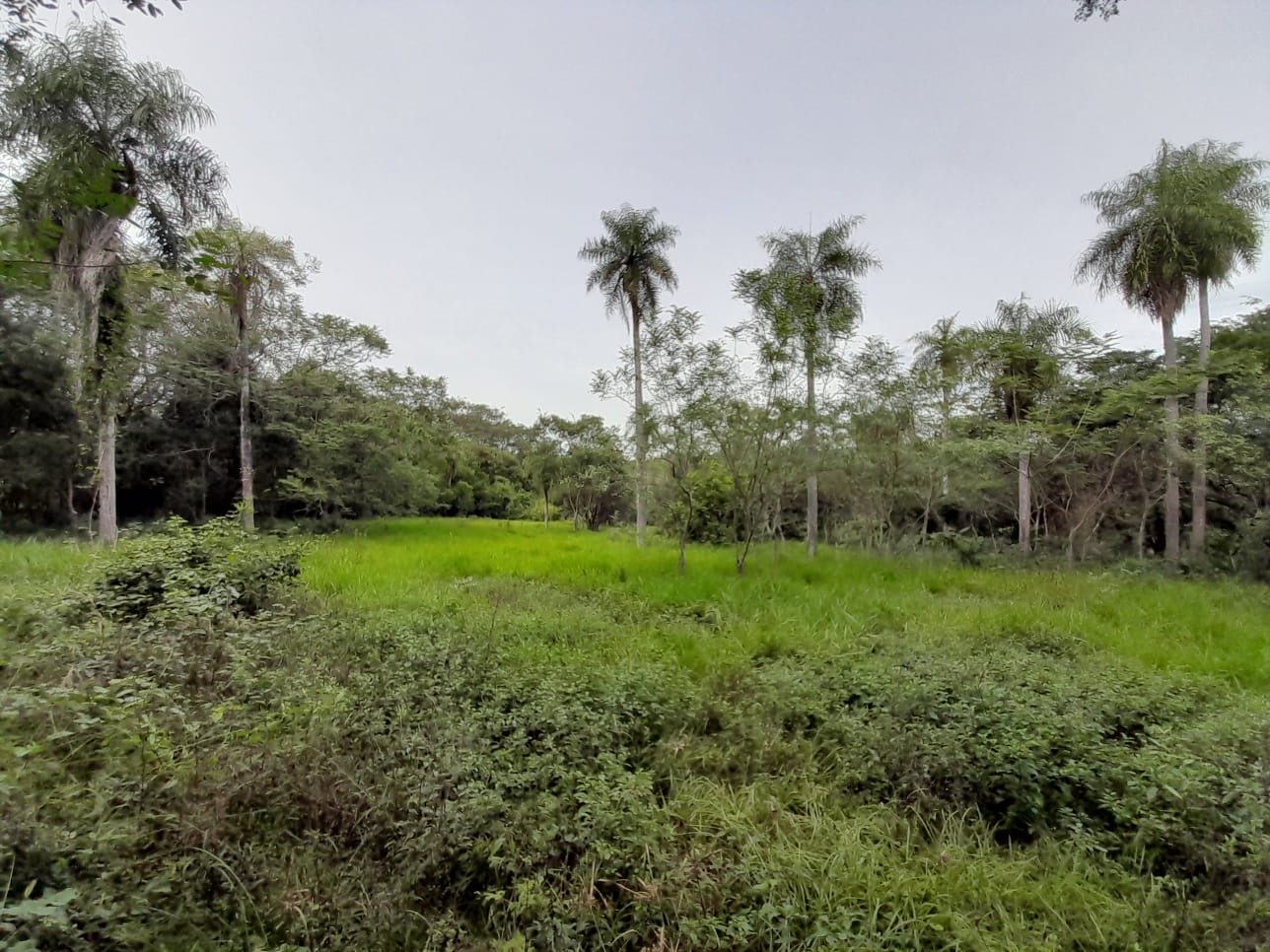 VENDO 17.000 M2 EN CAACUPÉ SOBRE RUTA!! — foto 3