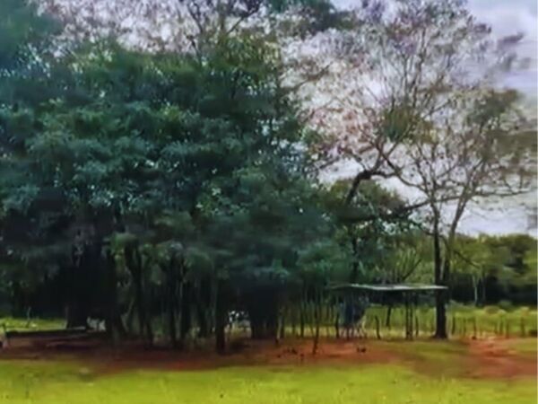 En Venta 50 Ha en Piribebuy — foto 2