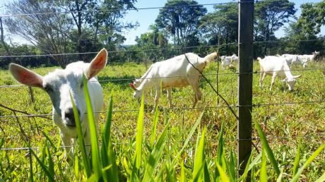 Campo En Nueva Colombia