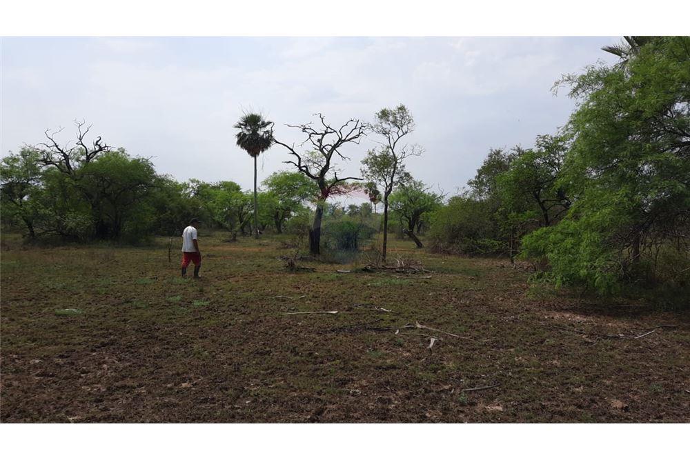 EN VENTA 50 HECTAREAS EN JOSE FALCON PRESIDENTE HAYES — foto 3
