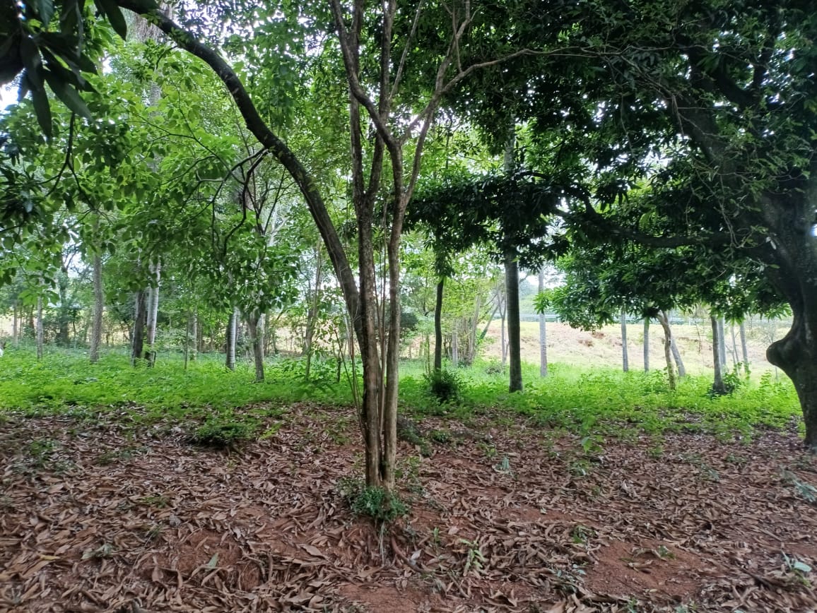 vendo 1 hectarea en caacupe Cerro Real — foto 2