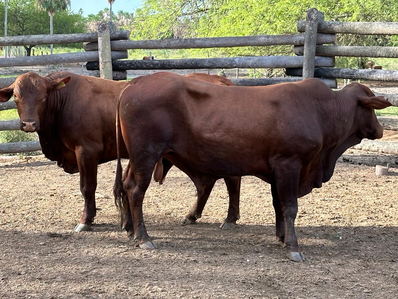 Vendo Estancia con Gran Potencial Agrícola en Villa Hayes - LCS6586889 — foto 2