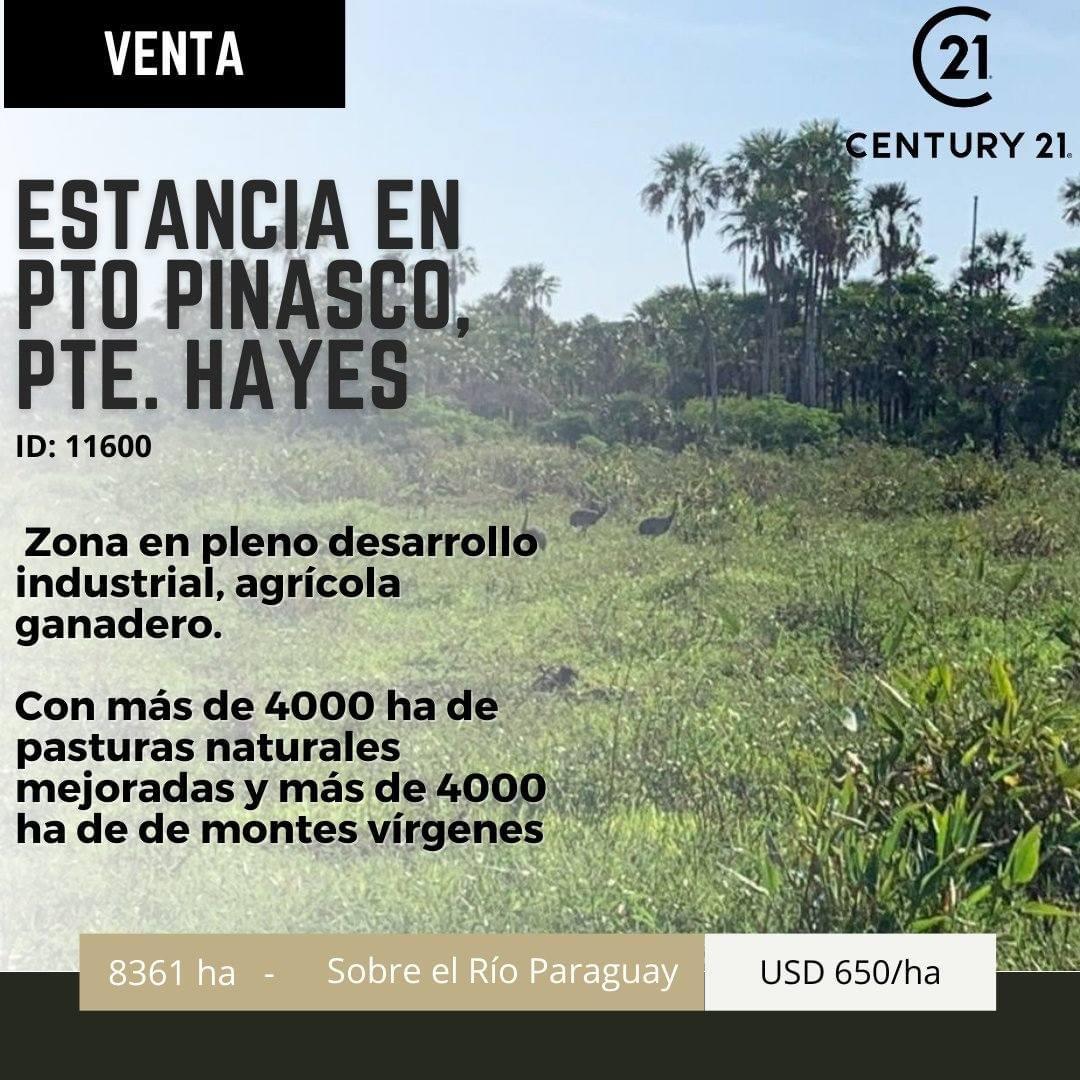 Establecimiento Agro-Ganadero Forestal sobre el Río Paraguay — foto 3