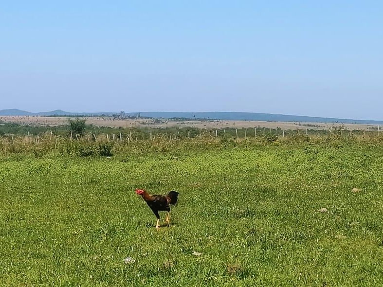 Vendo Propiedad Rural En Quiindy — foto 3