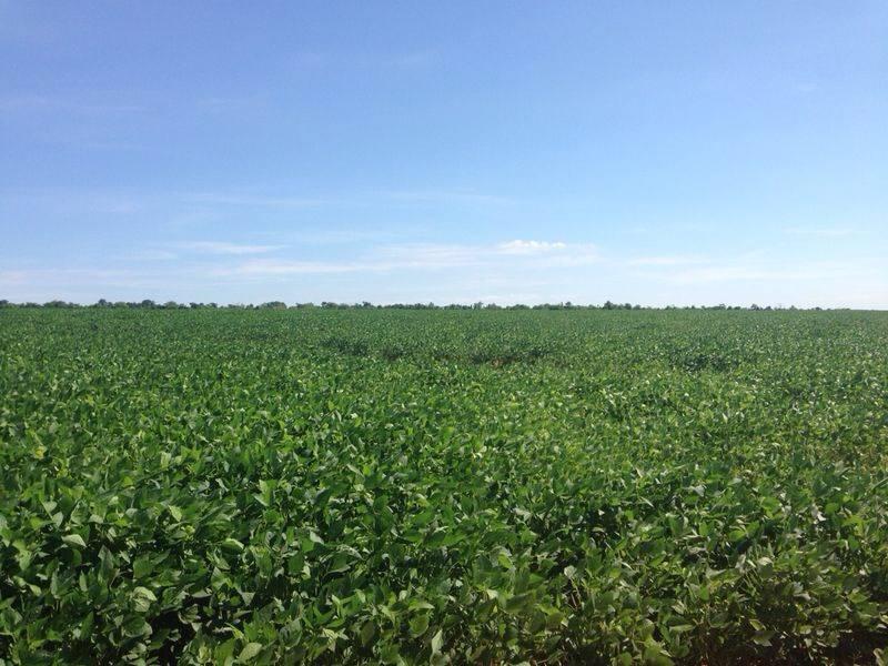 Vendo Excelente Campo Ganadero-Agrícola en Azotey, Concepción-CLCS5562990 — foto 2