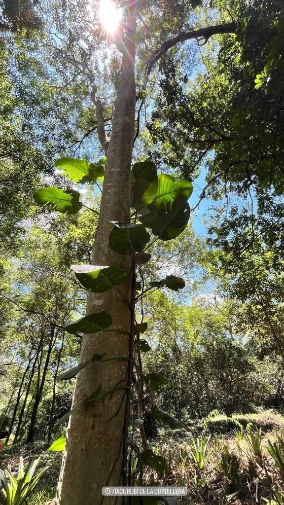 EN VENTA 8 HAS EN ITACURUBI DE LA CORDILLERA Itacurubí de la Cordillera Paraguay — foto 3