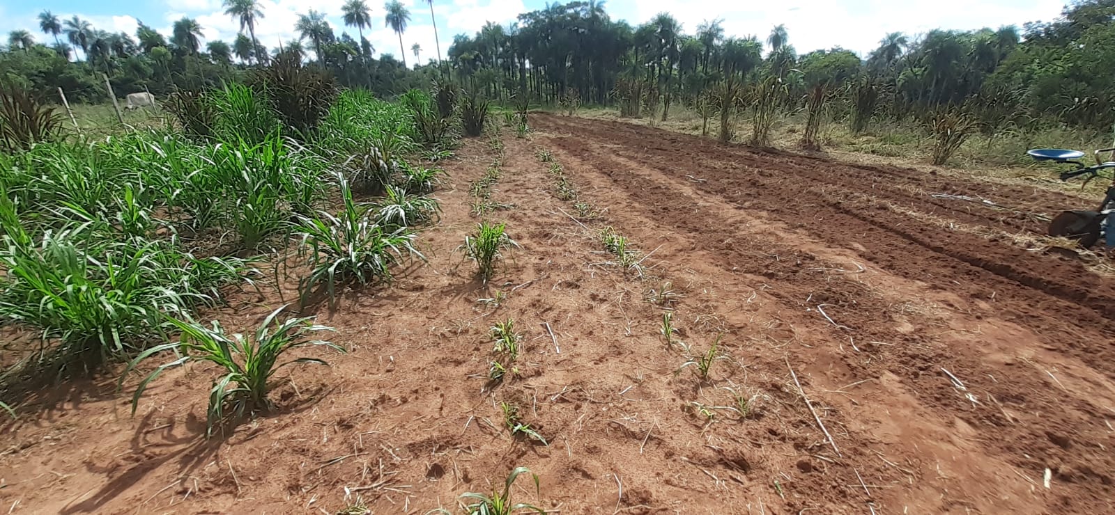 Terreno en VENTA 11 Hectareas!! Paraguari!!!!! — foto 2