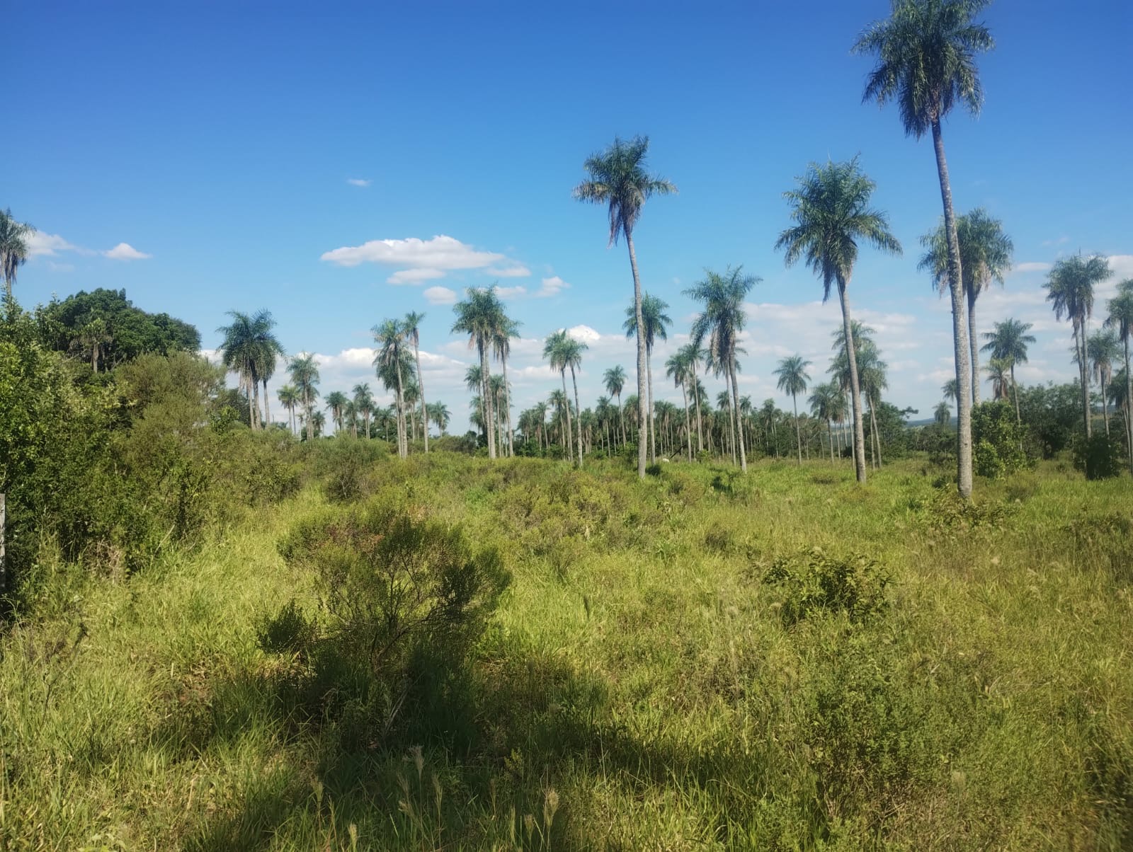VENDO 12 HECTÁREAS Y MEDIA EN YCUA PORA PIRIBEBUY — foto 3