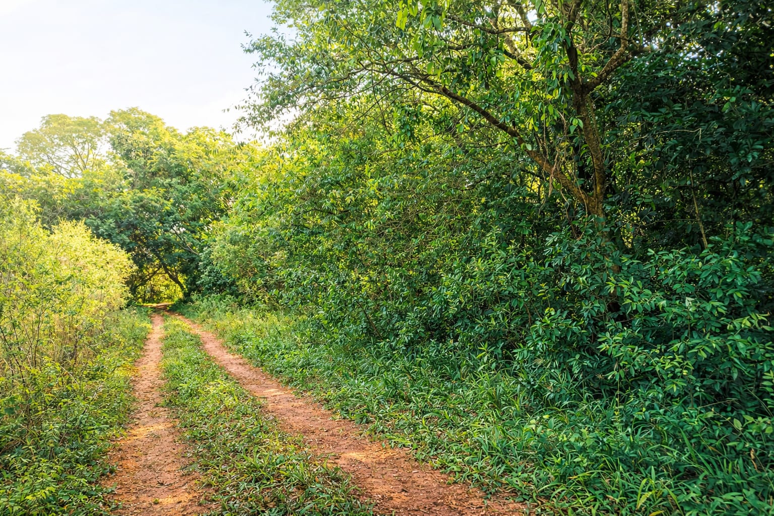 Terreno en Paraguari — foto 2