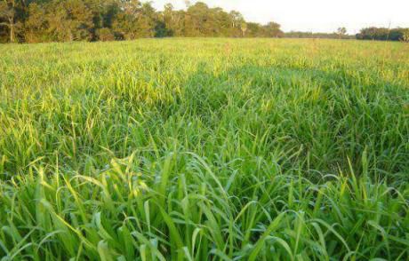 Terreno De 1500 Hectares Para Multiemprendimiento