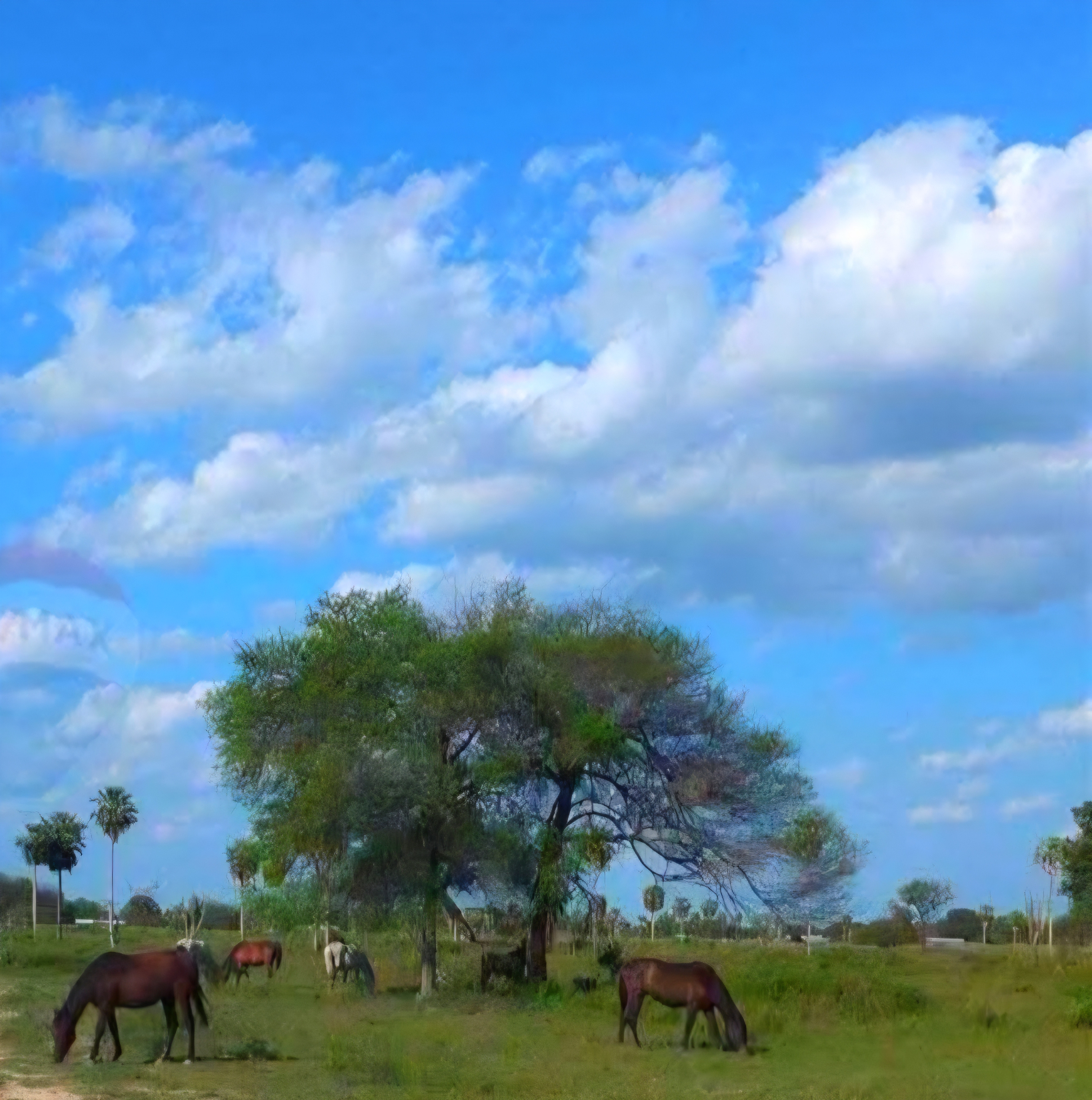 VENTA ESTANCIA S/ RUTA TRANSCHACO KM 130 PTE.HAYES — foto 3