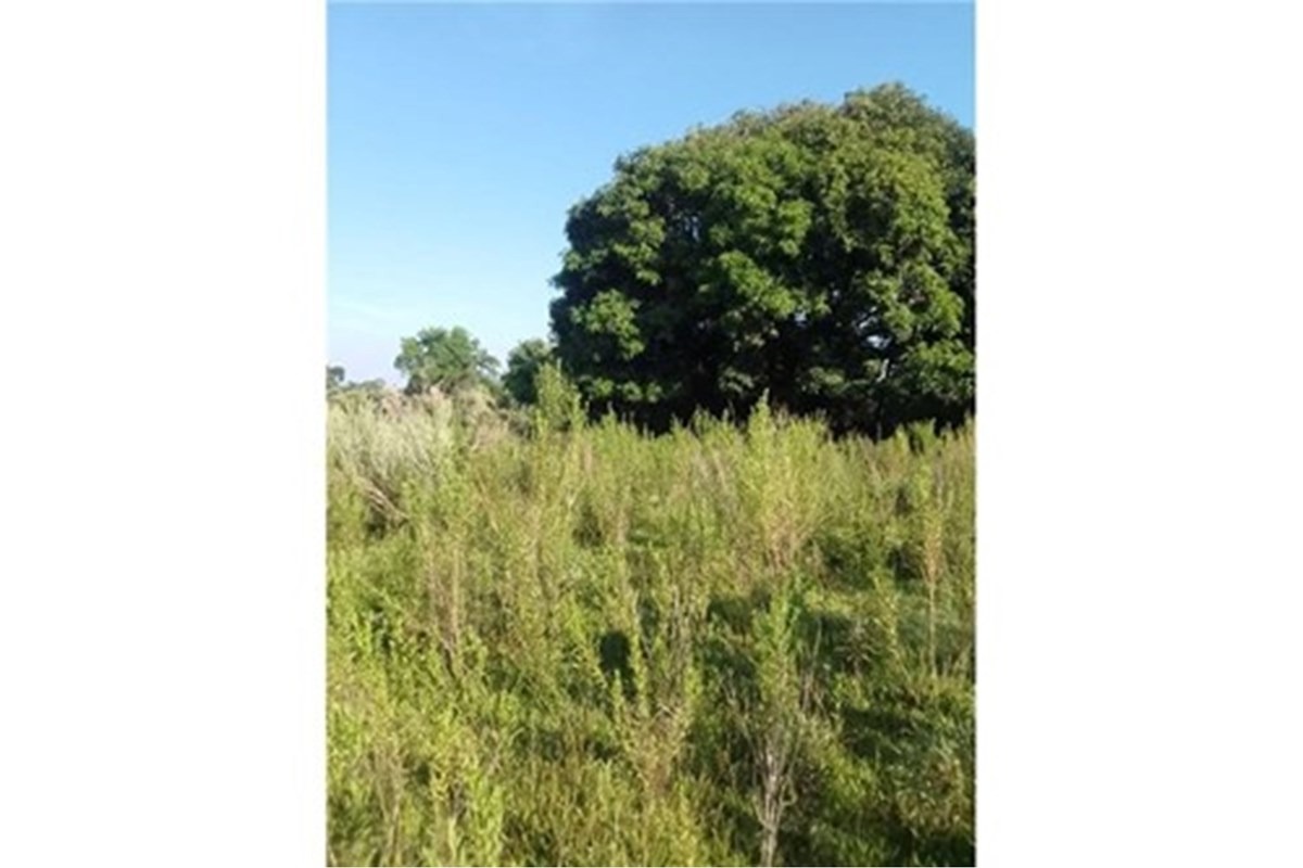 EN VENTA 9 HECTAREAS EN CORONEL BOGADO — foto 2