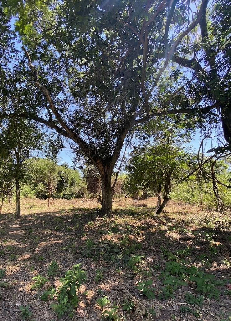 VENTA DE TERRENOS – SAN BERNARDINO — foto 3