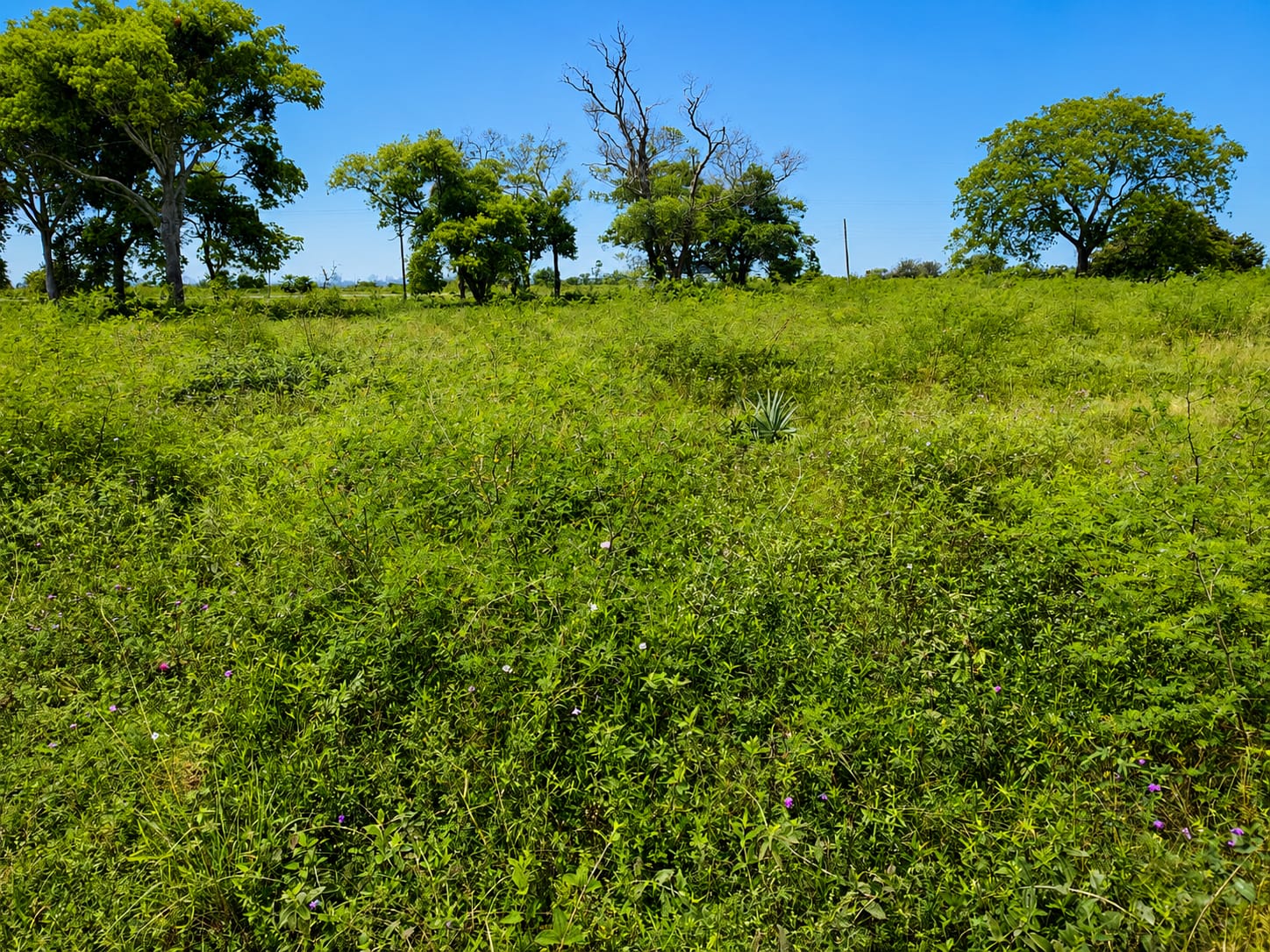 EN VENTA TERRENO DE 360m2 EN CHACO'I - NUEVA ASUNCIÓN - foto 2