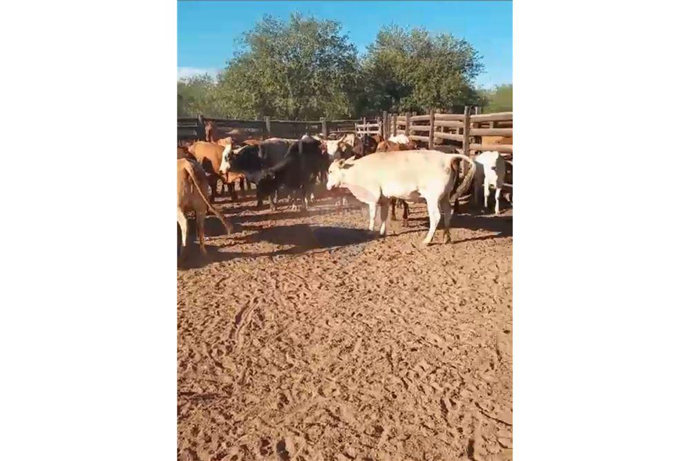 VENDO ESTANCIA EN PDTE.HAYES-TTE. ESTEBAN MARTINEZ — foto 3