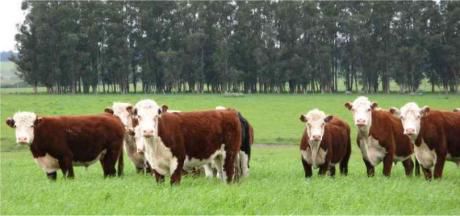 Excelente Campo En Venta Durazno