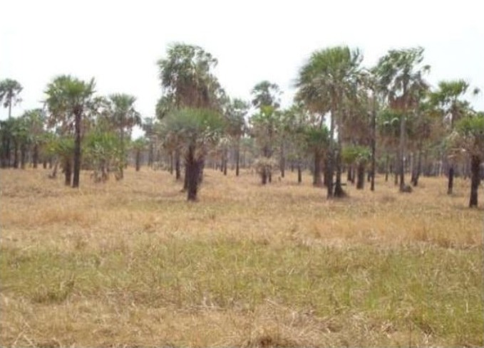 Vendo Campo de 24.000 Hectáreas en Puerto Casado, Alto Paraguay - CLCS5839314 — foto 3