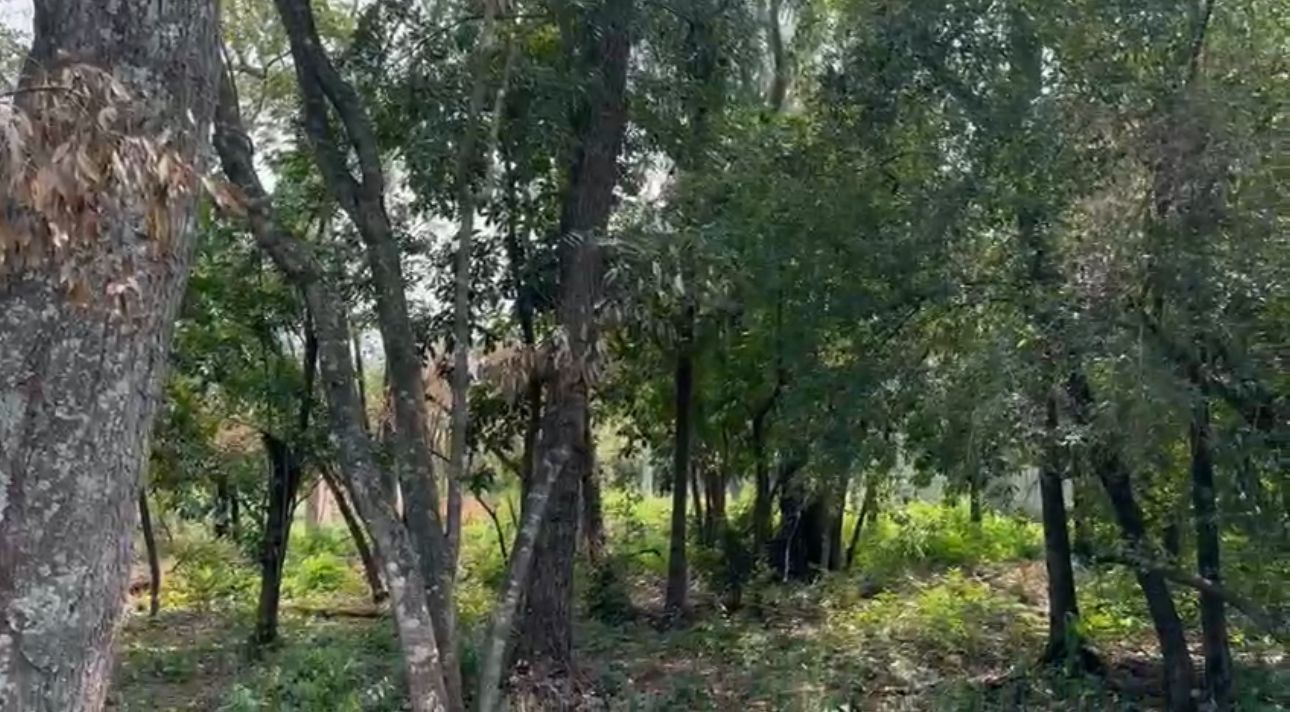 VENDO TERRENO EN SAN BERNARDINO CIERVO CUA — foto 2