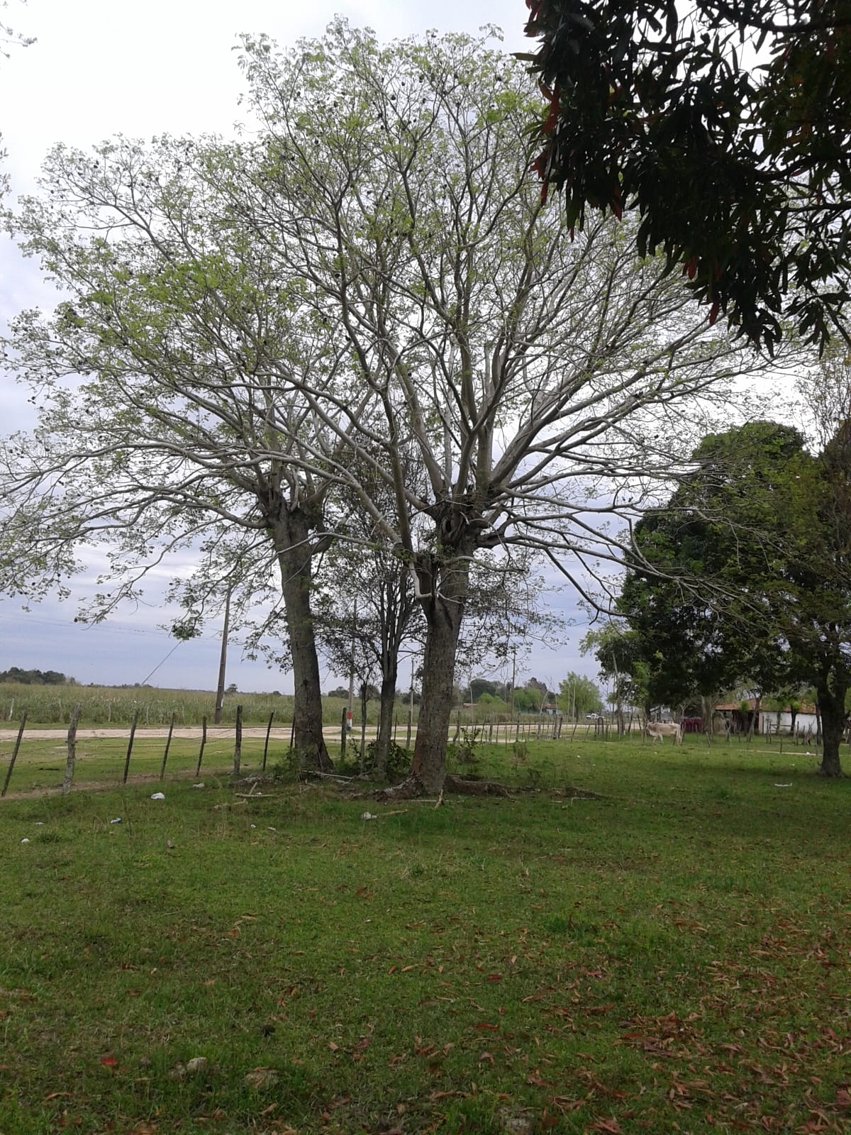 En Venta 411 Hectáreas en Estero kamba/ Ñeembucu — foto 2